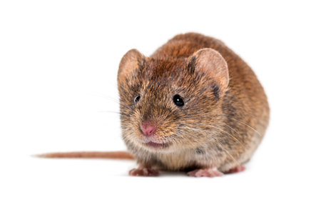 Bank vole, Myodes glareolus; formerly Clethrionomys glareolus, in front of white background