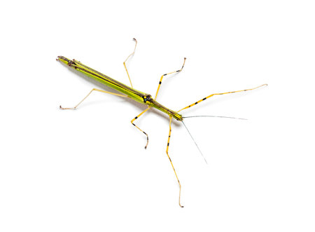 Yellow Flying Stick, Necroscia annulipes, phasma, in front of white background
