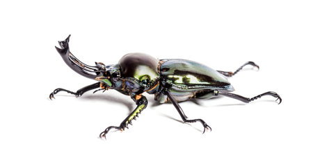 Rainbow stag beetle, Phalacrognathus muelleri, in front of white background