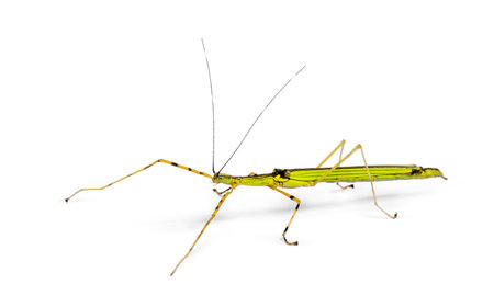 Yellow Flying Stick, Necroscia annulipes, phasma, in front of white background