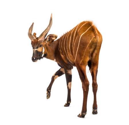 Back view of a bongo, antelope, Tragelaphus eurycerus standing against white backgroundの写真素材