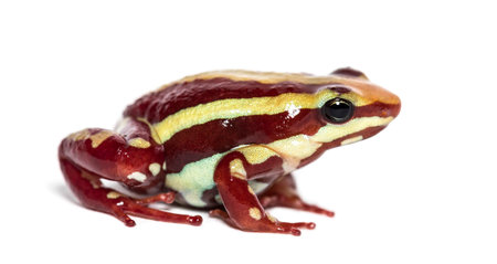 Anthony's poison arrow frog, Epipedobates anthonyi, in front of white backgroundの写真素材