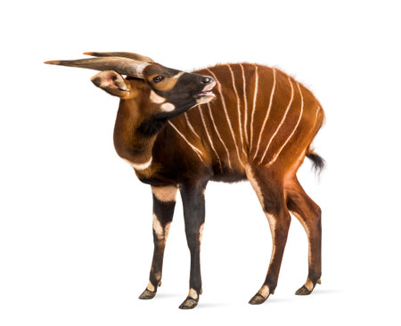 Bongo sniffing, antelope, Tragelaphus eurycerus standing against white backgroundの写真素材