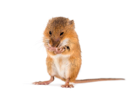 Eurasian harvest mouse, Micromys minutus, grooming in front of white background