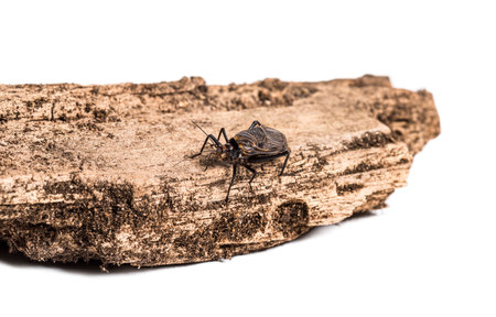 Ethiopian Cricket, Homoeogryllus xanthographus, on log in front of white background