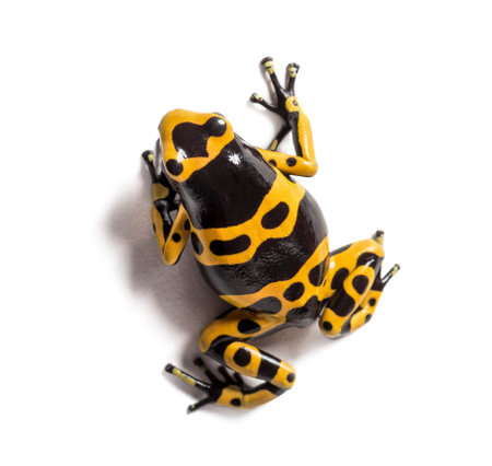 Top view of a Yellow-banded poison dart frog, Dendrobates leucomelas, Isolatedの写真素材