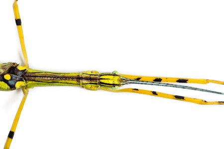 Yellow Flying Stick, Necroscia annulipes, phasma, in front of white background