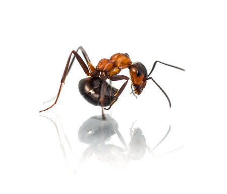 European red wood ant, Formica polyctena, against white backgroundの写真素材