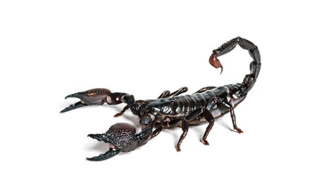 Emperor scorpion, Pandinus imperator, in front of white background