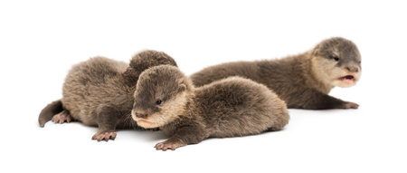 Baby Asian small-clawed otters, Amblonyx cinerea, also known as the oriental small-clawed otters or simply small-clawed otters lying against white backgroundの写真素材