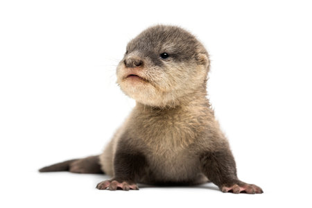 Baby Asian small-clawed otter, Amblonyx cinerea, also known as the oriental small-clawed otter or simply small-clawed otter lying against white backgroundの写真素材