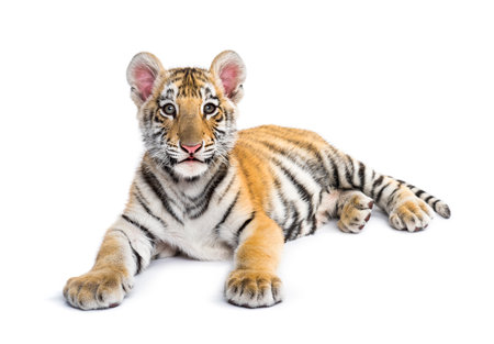 Two months old tiger cub lying against white backgroundの写真素材