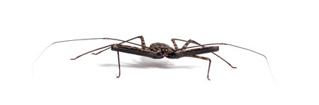 Damon diadema is a species of amblypygid, sometimes known as the tailless whip scorpion or Giant...