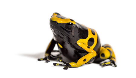 Yellow-banded poison dart frog, Dendrobates leucomelas, in front of white backgroundの写真素材