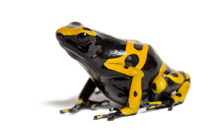 Yellow-banded poison dart frog, Dendrobates leucomelas, in front of white background