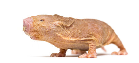 Naked Mole-rat, hairless rat, isolated on wihteの写真素材