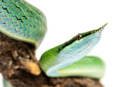 close-up on a Rhino rat snake on a branch, Rhynchophis boulengeri, isolatedの写真素材
