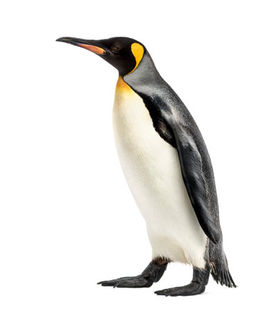 Side view of a king penguin walking, isolated on whiteの写真素材