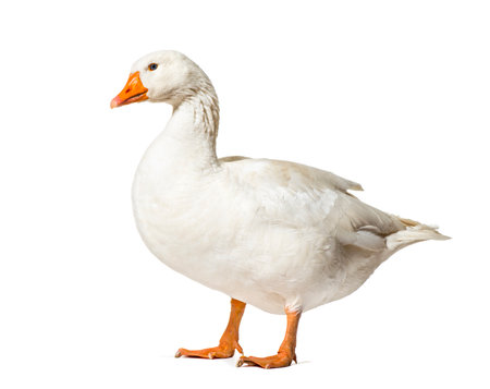 Domestic goose standing against white backgroundの写真素材