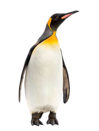king penguin standing in front of a white backgroundの写真素材