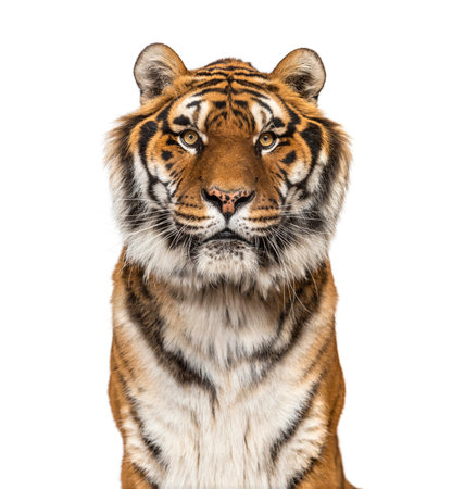 Close-up on a male tiger facing at the camera, big cat, isolated on white の写真素材