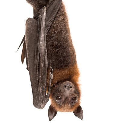 Lyle's flying fox hanging from a branch, Pteropus lylei, isolated
