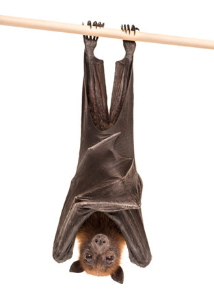 Lyle's flying fox hanging from a branch, Pteropus lylei, isolated