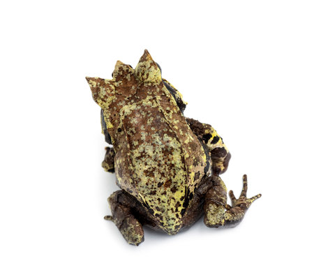 Top view of a Long-nosed horned frog, Megophrys nasuta, isolatedの写真素材