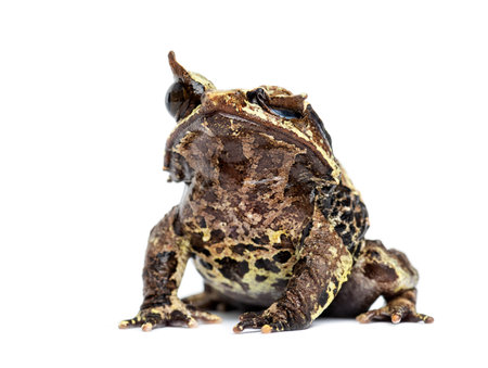 Long-nosed horned frog making a wink, Megophrys nasuta, isolated