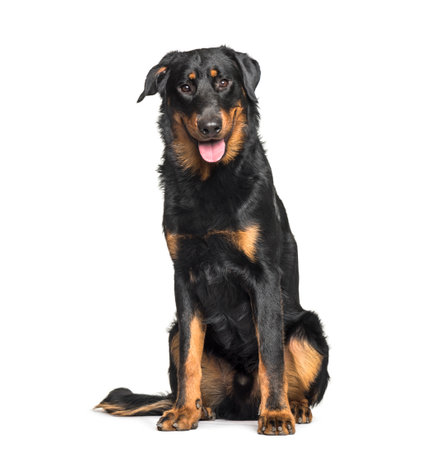 Beauceron sitting against white backgroundの写真素材