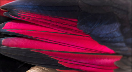 Close up of White-crested turacos, Tauraco leucolophus, wingの写真素材