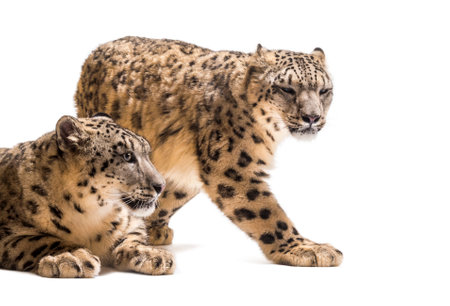 Snow leopards, Panthera uncia, also known as the ounce walking against white background