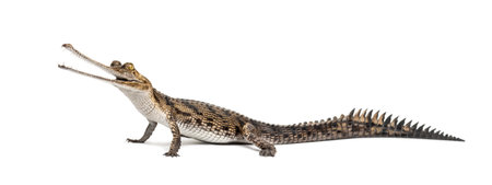 side viw of a Young Fish-eating crocodile, Gavial, Gavialis gangeticus, isolated on whiteの写真素材