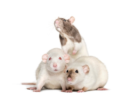 Domestic rats against white backgroundの写真素材