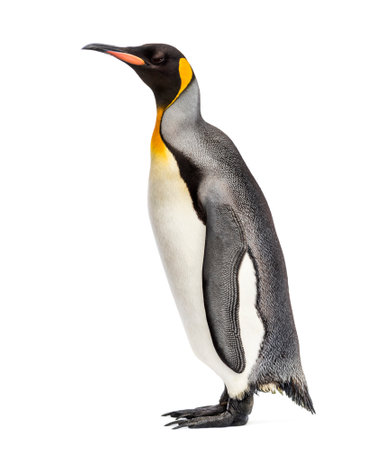 king penguin standing in front of a white backgroundの写真素材