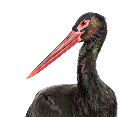 Black stork, Ciconia nigra,  against white backgroundの写真素材