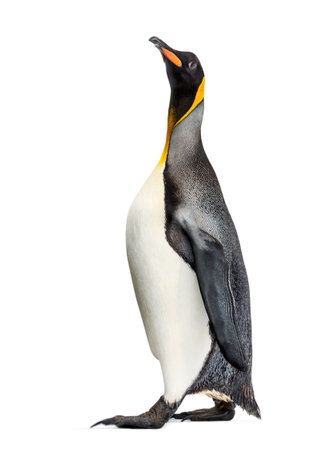 Side view of a king penguin walking, isolated on whiteの写真素材