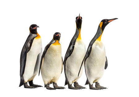 King penguins walking in a row, isolatedの写真素材