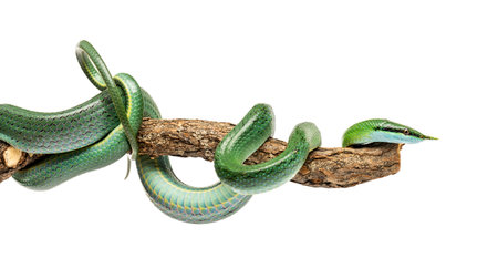 Rhino rat snake on a branch, Rhynchophis boulengeri, isolatedの写真素材