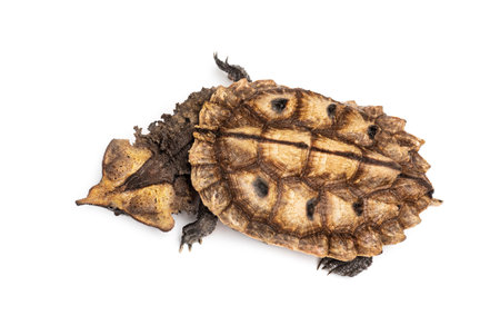 Top view of a Mata Mata, turtle, Chelus fimbriata, isolated on white