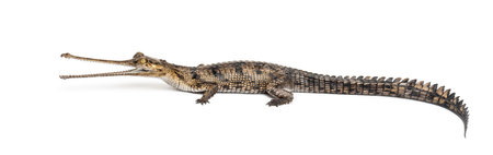 side viw of a Young Fish-eating crocodile, Gavial, Gavialis gangeticus, isolated on white