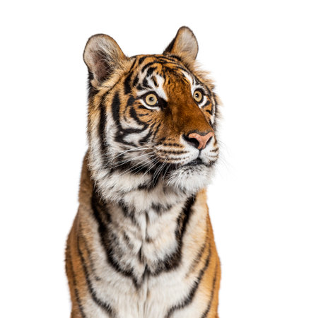 Portrait of a male tiger's head, big cat, isolated on white の写真素材