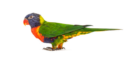 Rainbow Lorikeet, Trichoglossus moluccanus, isolated