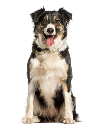 Border Collie sitting against white backgroundの写真素材