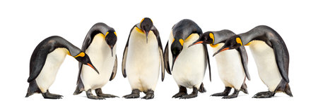 Colony of King penguins in a row, isolated on whiteの写真素材