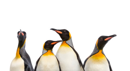 Close-up on a King penguin heads in a row, isolatedの写真素材