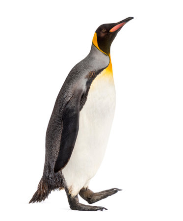 Side view of a king penguin walking, isolated on whiteの写真素材