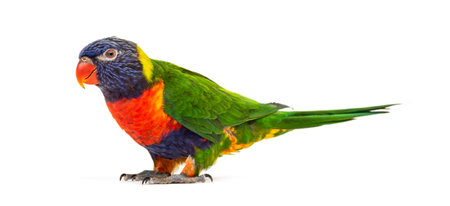 Rainbow Lorikeet, Trichoglossus moluccanus, isolatedの写真素材