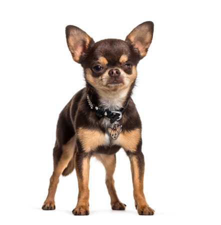 Illness Chihuahua with one eye less standing against white backgroundの写真素材