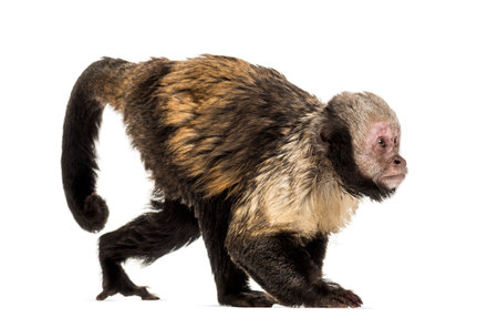 Golden-Bellied Capuchin, Sapajus xanthosternos, also known as the yellow-breasted or buffy-headed...